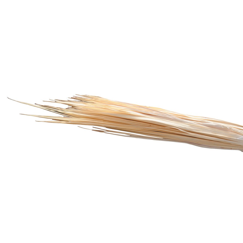 Palm Leaves - Vanpoulles